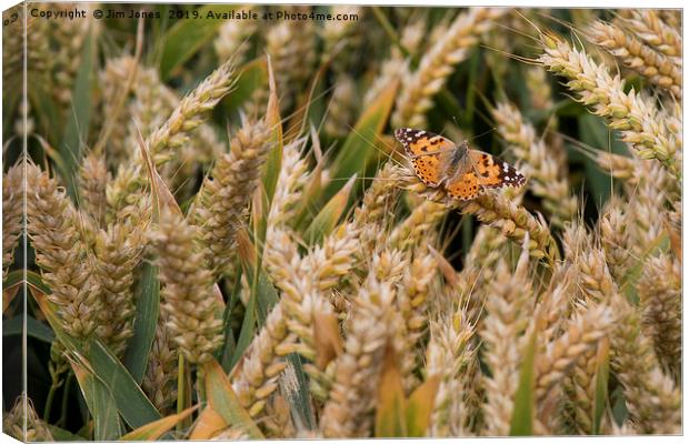 Butterfly among the Wheat. Canvas Print by Jim Jones