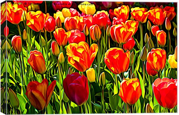 Red and Yellow Tulips Canvas Print by Jim Jones
