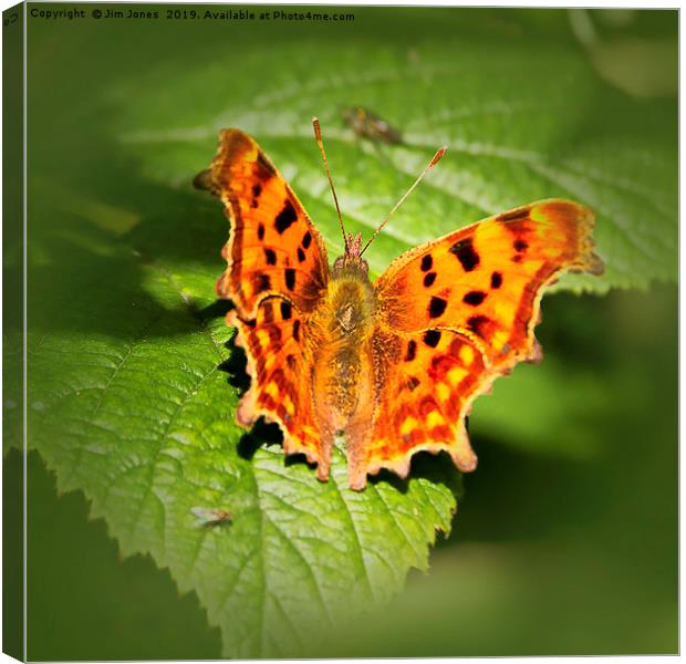 Comma Butterfly Resting Canvas Print by Jim Jones