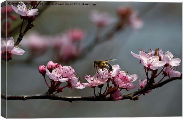 Hoverfly on Cherry Blossom Canvas Print by Jim Jones