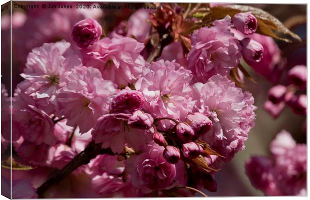 Cherry Blossom in springtime Canvas Print by Jim Jones