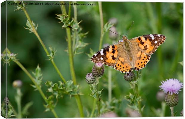 Painted Lady Butterfly in sunshine Canvas Print by Jim Jones