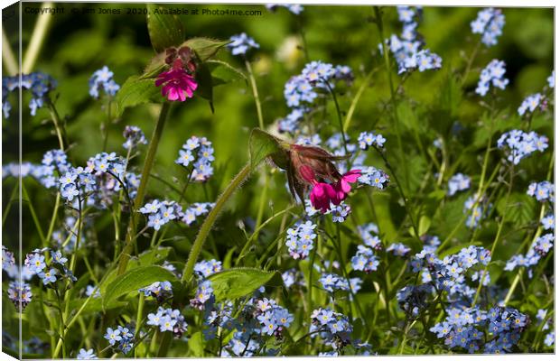 Red Campion and Forget-me-nots Canvas Print by Jim Jones