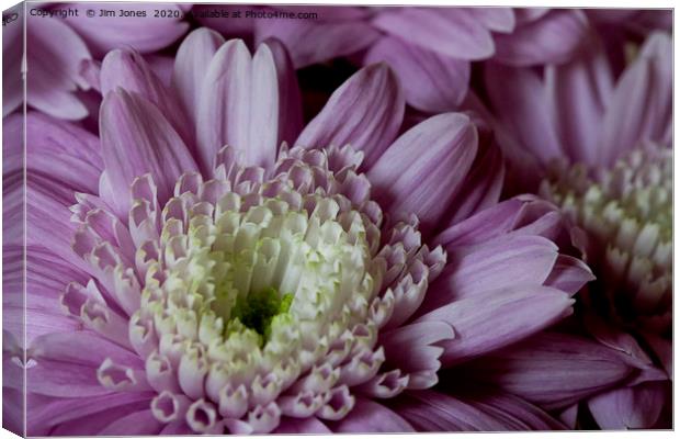 Pretty purple dahlia Canvas Print by Jim Jones