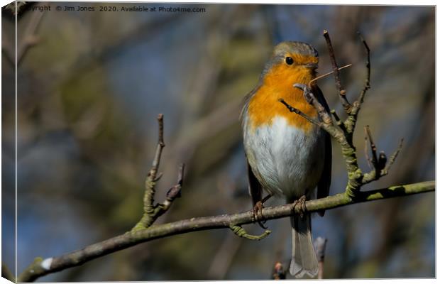 Bright eyed Robin Canvas Print by Jim Jones