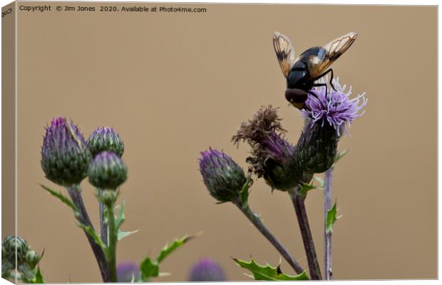 Bee gathering pollen from a Thistle flower Canvas Print by Jim Jones
