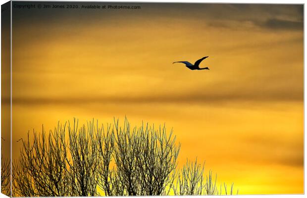 Swan flying into a golden dawn Canvas Print by Jim Jones