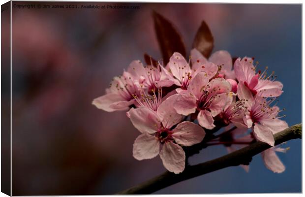 Cherry Blossom in springtime Canvas Print by Jim Jones