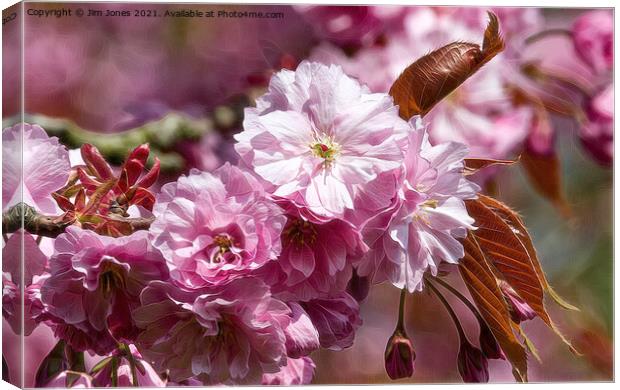 Artistic Cherry Blossom Canvas Print by Jim Jones