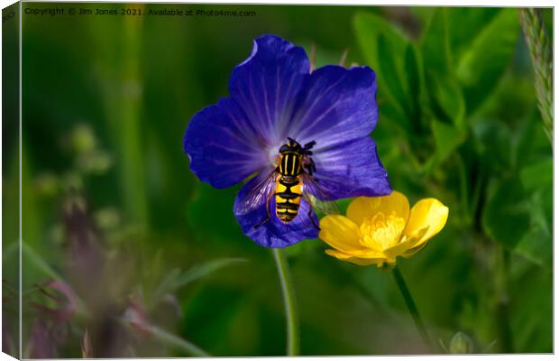 Cranesbill, buttercup and hoverfly Canvas Print by Jim Jones