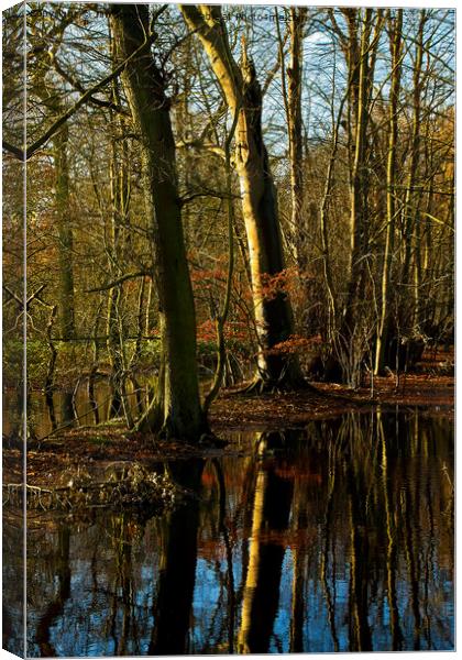 Flooded Woodland (2) Canvas Print by Jim Jones