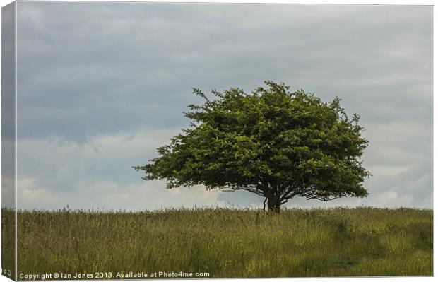 Single tree in a field Canvas Print by Ian Jones