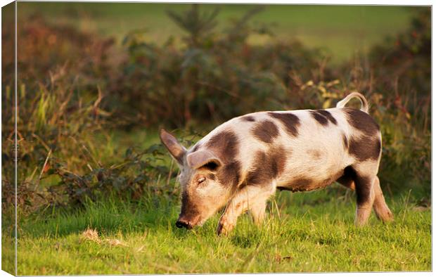 Pig of the New Forest national park Canvas Print by Ian Jones