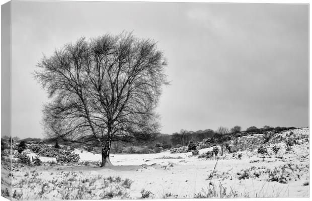New Forest in the snow Canvas Print by Ian Jones