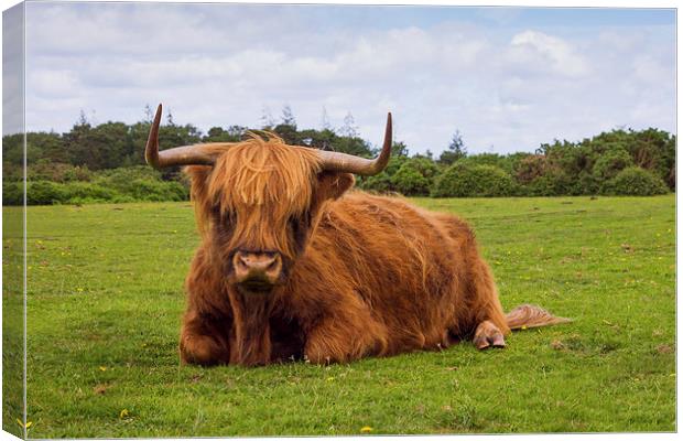 Highland cow of the New Forest Canvas Print by Ian Jones
