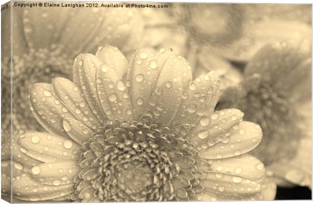 Like A Flower In The Rain (Sepia) Canvas Print by Elaine Lanighan