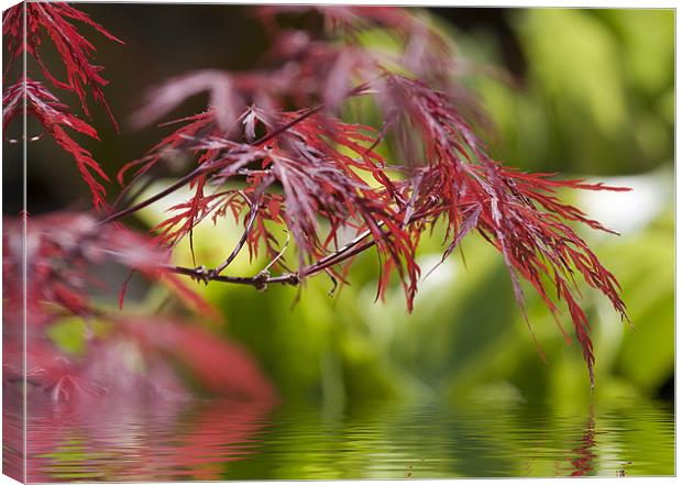 Acer over water Canvas Print by Richard  Fox