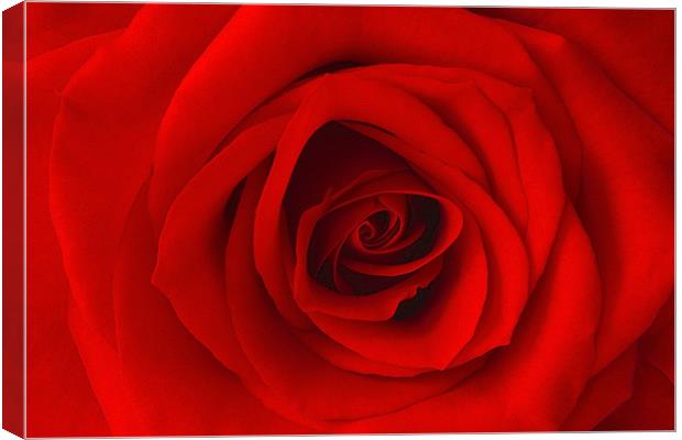 Vibrant Red Rose Canvas Print by Richard  Fox