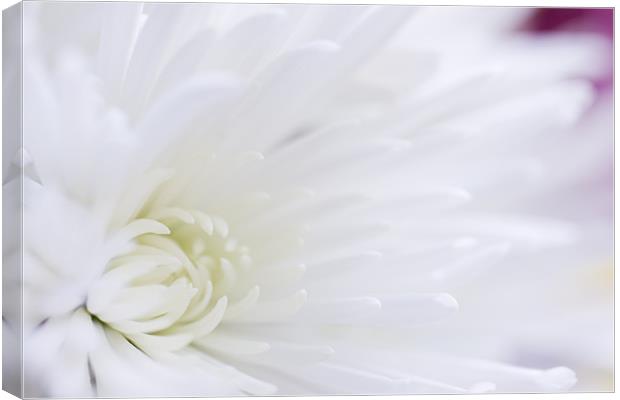fresh white chrysanthemum Canvas Print by Richard  Fox