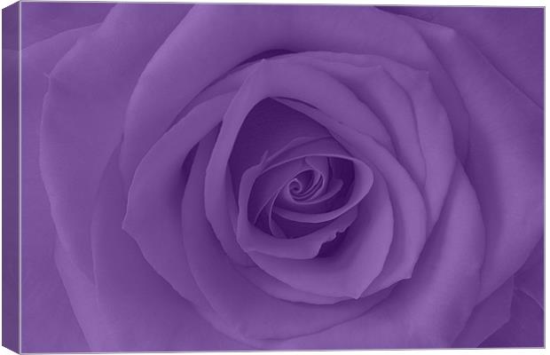 Purple Rose Canvas Print by Richard  Fox