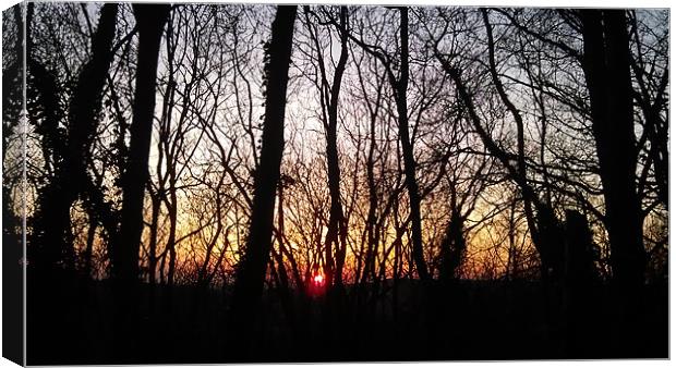 woods at night Canvas Print by lee burns