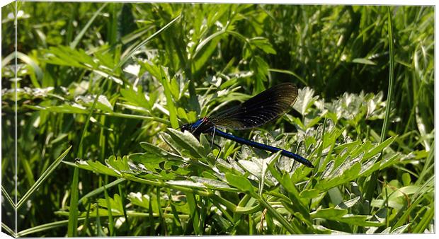 Dragonfly Resting Canvas Print by lee burns