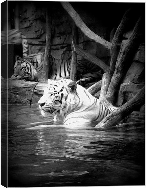Water Tigers. Canvas Print by Gemma Page