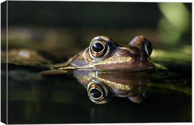 frog in a puddle Canvas Print by Iain Lawrie