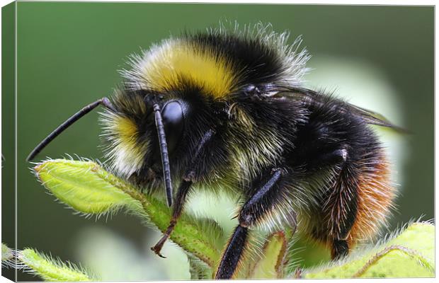 early bumblebee Canvas Print by Iain Lawrie