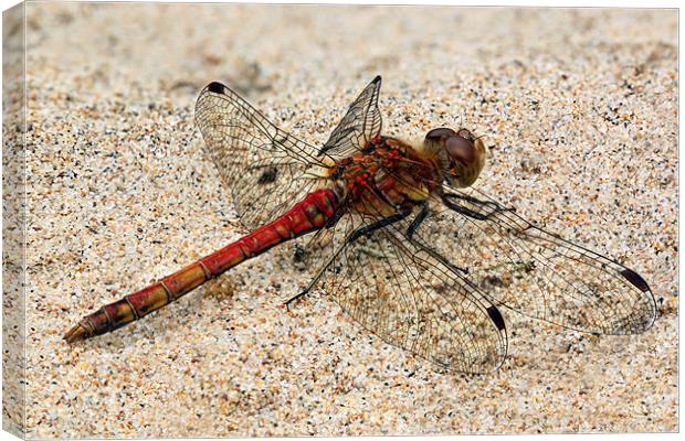 dragonfly - common darter Canvas Print by Iain Lawrie