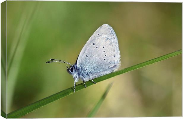 Small Blue butterfly Canvas Print by Iain Lawrie