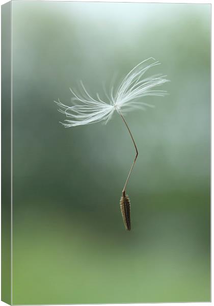 parachuting dandelion Canvas Print by Iain Lawrie