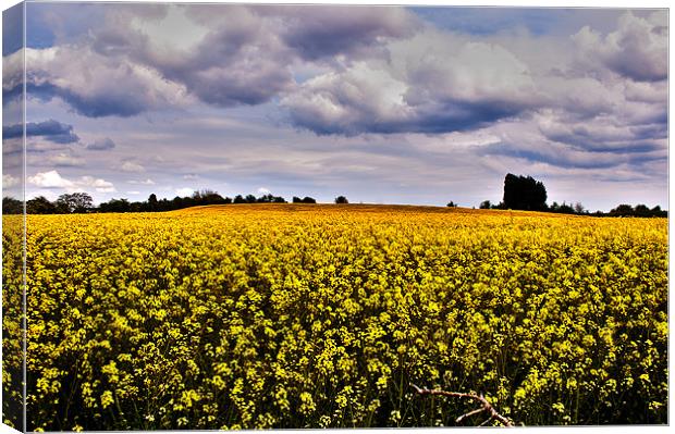 Rapeseed Feild Canvas Print by Victoria Bowie