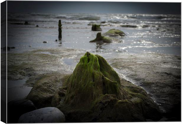  Submerged Ancient Forest, Borth Beach Canvas Print by Victoria Bowie