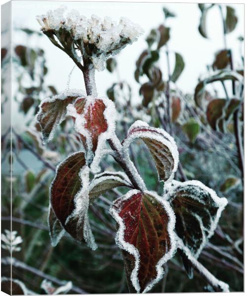 Winters Bite Canvas Print by Kim Slater