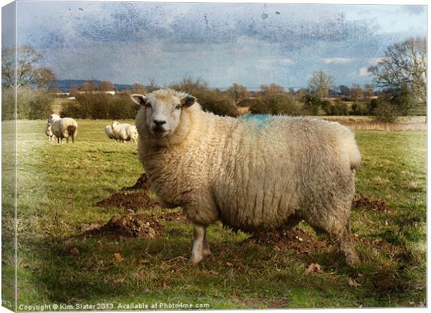 Sheep Canvas Print by Kim Slater