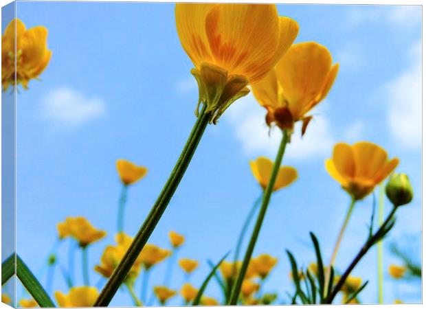  Buttercups Canvas Print by Kim Slater