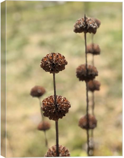 Seed Heads Canvas Print by Kim Slater