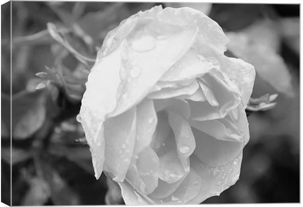 Rained rose Canvas Print by tim  barker