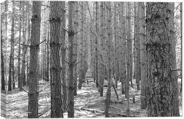 black and white woods Canvas Print by tim  barker