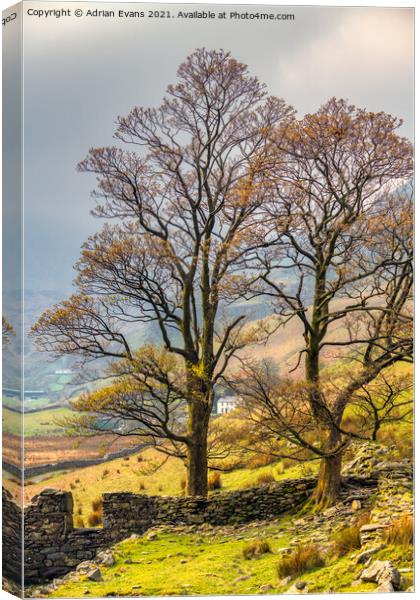 Welsh Cottage Snowdonia Wales Canvas Print by Adrian Evans
