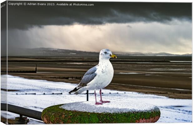 Herring Gull In The Snow Canvas Print by Adrian Evans