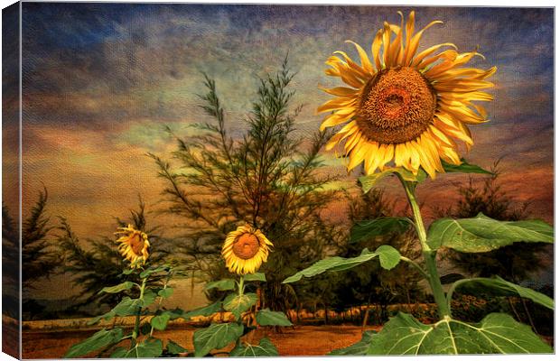 Three Sunflowers Canvas Print by Adrian Evans