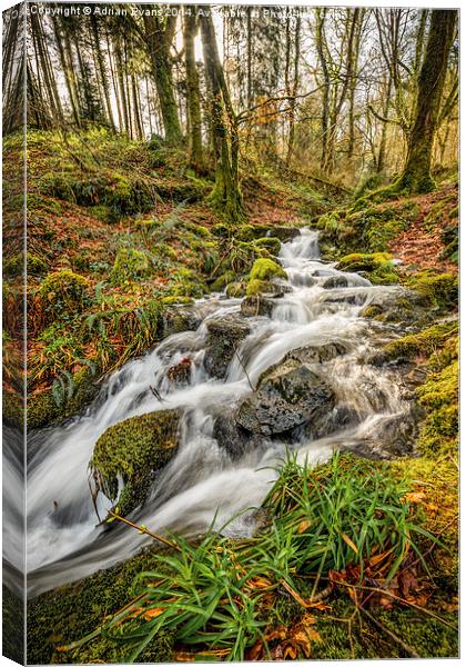 Forest Stream Canvas Print by Adrian Evans