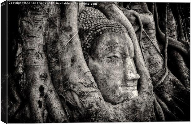 Banyan Tree Buddha Canvas Print by Adrian Evans