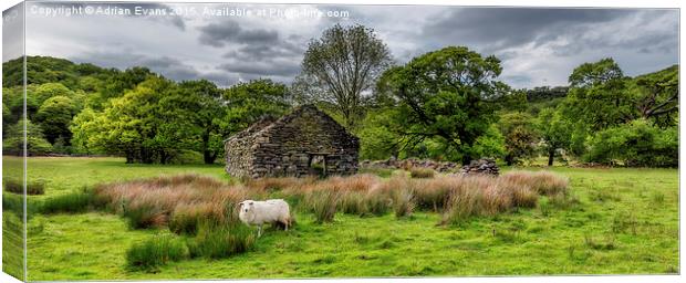 Sheep Cottage Canvas Print by Adrian Evans