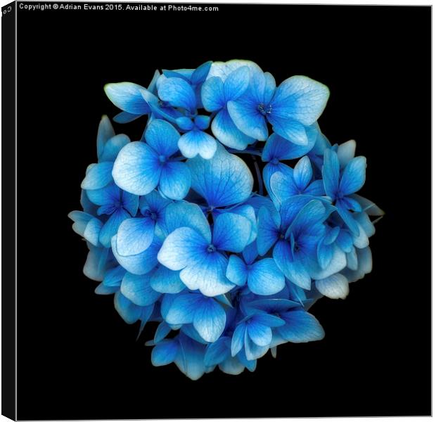 Blue Hydrangea Flower Canvas Print by Adrian Evans