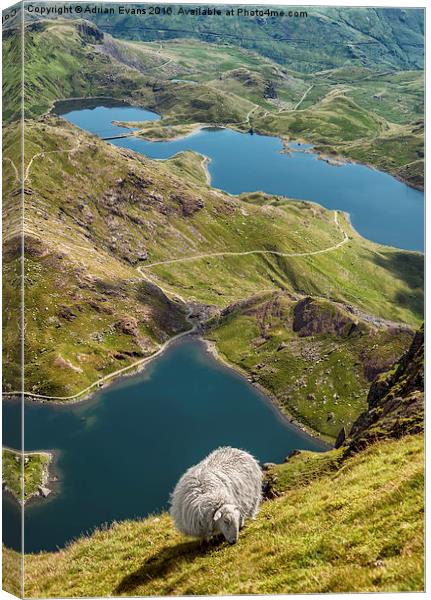 Sheep of Snowdonia Canvas Print by Adrian Evans
