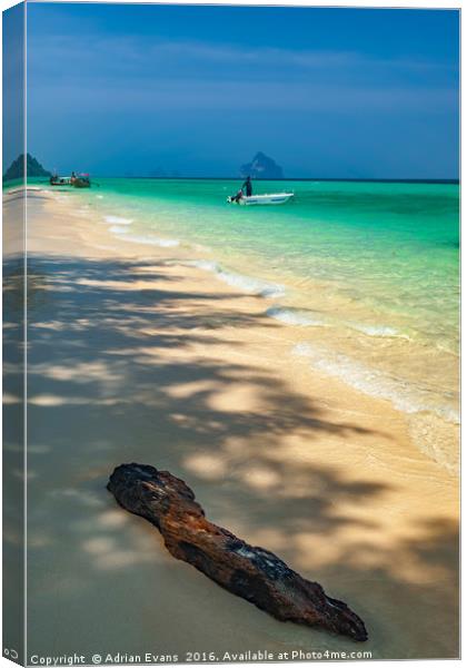 Driftwood On The Thai Beach Canvas Print by Adrian Evans