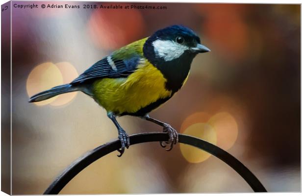 Great Tit Canvas Print by Adrian Evans